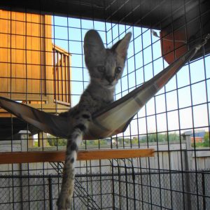 Savannah kitten resting in a striped hammock clipped inside a catio, a cedar shelf below it